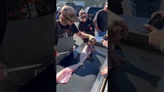 Is Filleting A Lingcod Really This Easy lingcod clean fillet fish saltwater seafood oregon [upl. by Horodko509]