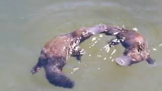 Platypus Mating at Broken River [upl. by Theurer]