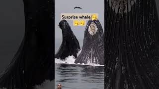 khoobsuart nazara whale surprisingyoutubeshortstrendingviralvideo [upl. by Hnim]