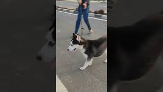 Just testing the speed of an Husky😰💪indian 200 support huskydog [upl. by Anelas]