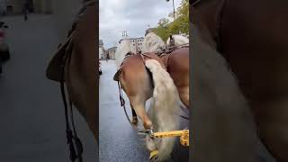 Horse riding stables life with horses shorts youtubeshorts viralshorts viralvideo vialreels [upl. by Acinorrev]