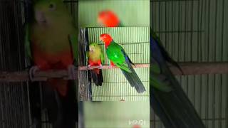 Australian king parrot 🥰😍 zaalentertainment birds talkinganimal subscribe share [upl. by Olim635]