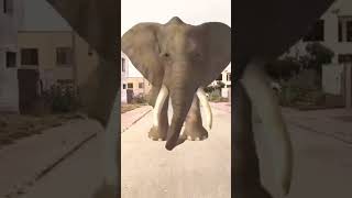 Madina or papa ke piche pad gaya elephant😯 funny comedy cutebaby 🥰🥰 [upl. by Esinahs606]