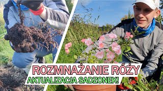 ROZMNAŻANIE RÓŻY  aktualizacja sadzonek [upl. by Rollecnahc269]