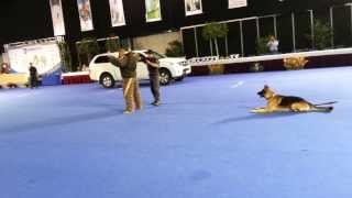 Cómo entrenar Perros en el Deporte Canino AGILITY  TvAgro por Juan Gonzalo Angel [upl. by Atteyram]