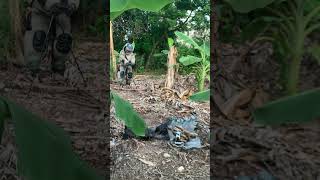 Removing Biggest Hornet nest 14shortvideo nature huntinghoneybees insectnest waspnest honeybee [upl. by Vivien]