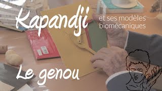 Le genou et le rôle des ligaments  les modèles biomécaniques de Kapandji [upl. by Adyeren743]