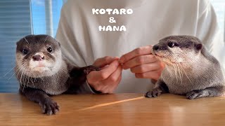 カワウソたちにある物をプレゼントしたらほっこりされた Otters Get the Perfect Winter Present [upl. by Scoter]