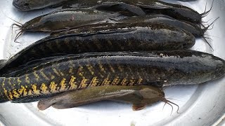 Amazing Fish Cutting SkillsBig soil Fish Cutting Skills In Bangladeshi Fish Market DhakaSo Big 😱 [upl. by Acirat]