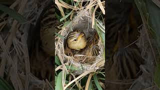 Zitting Cisticola Chicks Life Begins in the Tall Grass shortsviral trendingshorts [upl. by Lapointe]