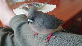 Tame WhiteBacked Mousebird Colius colius [upl. by Ennahgiel869]