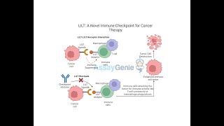 LILT A Novel Immune Checkpoint for Cancer Therapy [upl. by Weissmann]