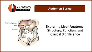 Exploring Liver Anatomy Structure Function and Clinical Significance [upl. by Maddis]