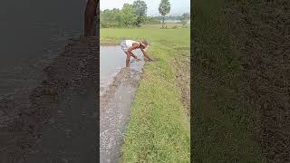 Farmers life farmershortvideo like subscribe [upl. by Aromat]