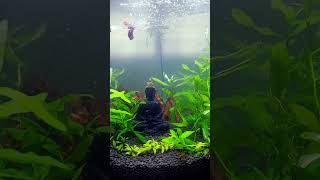 Betta fish  new aquarium setup [upl. by Lemhar]