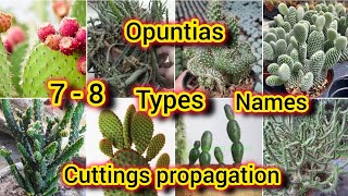 opuntias 78 types cuttingspropagationwith names  Bloom with SI [upl. by Abisia]