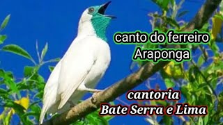 Canto Da Araponga Ferreiro Na Floresta Amazonas [upl. by Kirstyn]