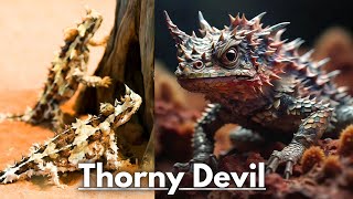 The thorny devil Moloch horridus animals wildanimals nature thorny animal adbhut [upl. by Bruis]