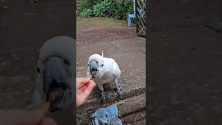 Cockatoos enjoy yummy almond treats cockatoo 거부할수 없는 아몬드 parrot 카카투 앵무새 호주새 [upl. by Cord830]