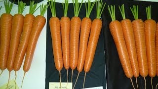 Allotment Diary  How I grow Exhibition Long amp Stump Carrots [upl. by Paschasia460]