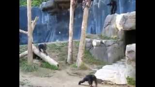 Chimpanzee BrawlCrazy Chimps Fighting in LA Zoo [upl. by Karlik]