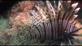 Lionfish in Trinidad and Tobago  I AM LIONFISH [upl. by Foley]