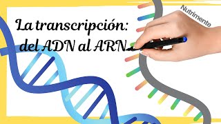 La TRANSCRIPCIÓN del ADN al ARN paso a paso [upl. by Attolrahc]