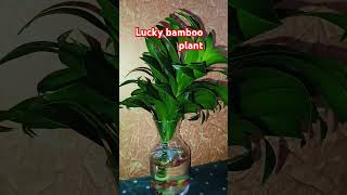 Ghar mein lagana achha hota hailucky bamboo plantshort videoviral video👍🙏 [upl. by Heinrich]