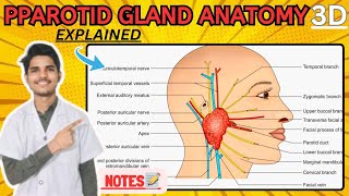 Parotid Gland Anatomy 3D  External features of parotid gland [upl. by Sverre]