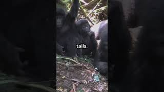 Monkeys vs Apes vs Chimpanzees Whats the Difference yt animalkingdom [upl. by Odarnoc]