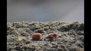 Time Lapse Video Germination of Seed [upl. by Ellirehs]