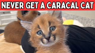 10 Reasons You Should Not Get a Caracal Cat🔥 [upl. by Hinkle]