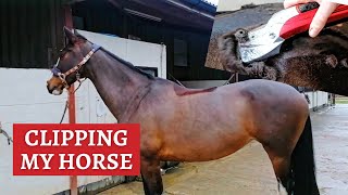 CLIPPING MY SHOWJUMPER satisfying  Liveryman Black Beauty Clippers [upl. by Yun]