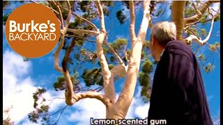 Lemonscented gum [upl. by Nadeau]