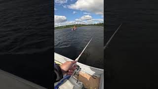 Walleye landed bigfishenergy fishing walleyefishing [upl. by Cliff]