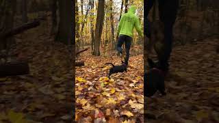 Autumn Walks with the dogs😊😊🍂🍂 dachshund puppy autumn [upl. by Franny]