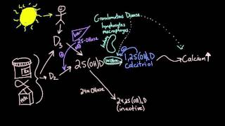 Vitamin D metabolism [upl. by Aira977]