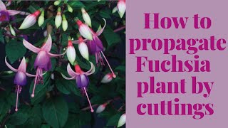 Grow Fuchsia plants for free  How to propagate Fuchsia plant by stem cuttings Part 1 [upl. by Rafaelita684]