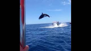 Baleia orca faz salto impressionante [upl. by Dnanidref284]