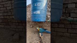 Macaw parrot ko bacha lea parrot [upl. by Ytissac]