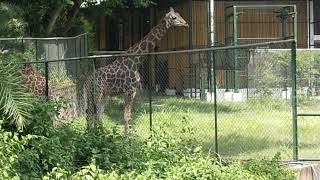 Guwahati ZOO Main Dekhiye Kitna Boda Boda Animals [upl. by Aidekal379]