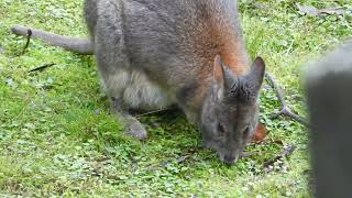 Rednecked Pademelon with her joey in the pouch [upl. by Norton]