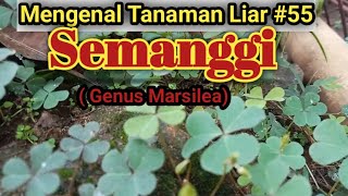 Tanaman Semanggi  Genus Marsilea [upl. by Sueaddaht61]