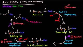 Fatty Acid Metabolism Part 5 of 8  Beta Oxidation [upl. by Dlareme358]