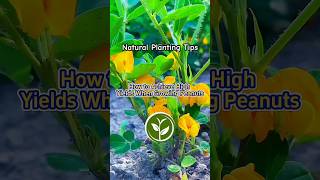 How to achieve high yield when growing peanuts shortvideo plants youtubeshorts viralvideo [upl. by Ange]