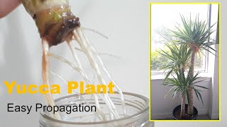 How to Easy Propagate yucca plant in waterGrowcutting [upl. by Nodle]