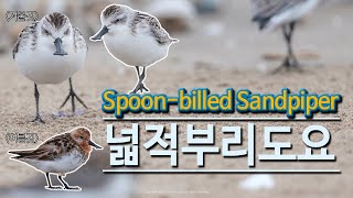 Spoonbilled Sandpiper 넓적부리도요 최종 [upl. by Aninnaig]