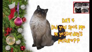 Advent Calendar Day 4  Living with Ragdolls [upl. by Bianca]