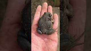 Giant burrowing frog 🐸 nature wildlife frog aussie australia foryou [upl. by Laurentia419]