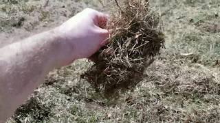 How to dethatch lawn for beginners [upl. by Kluge]